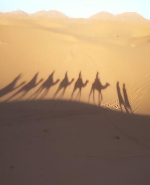 Shadows of camels on short-term immersion in the desert 