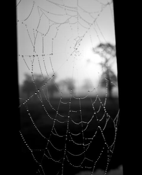 spider web grayscale photo