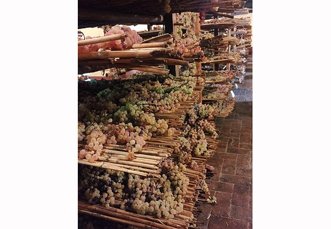 Many rows of translucent grapes rest on reeds arranged as shelving.  