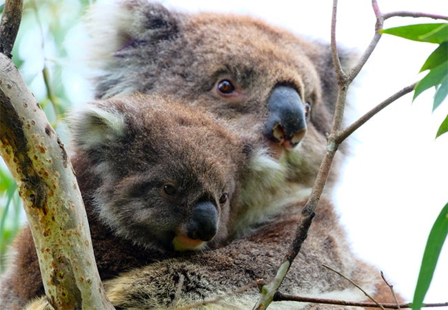 An older koala holds a younger koala in its arms as they both look out from the branches.