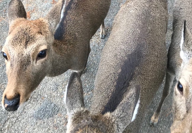 A friendly light brown deer in the town of Nara looks up at the camera in close proximity. 