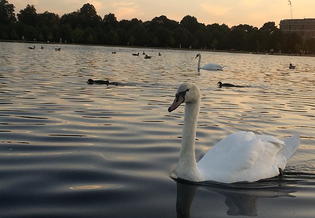 Swans glide over the smooth surface of a lake at sunset. 