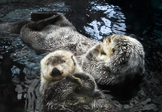 Two river otters ride the gentle waves side by side. 