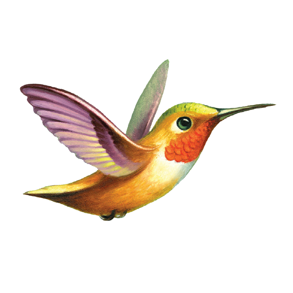 Hummingbird illustration