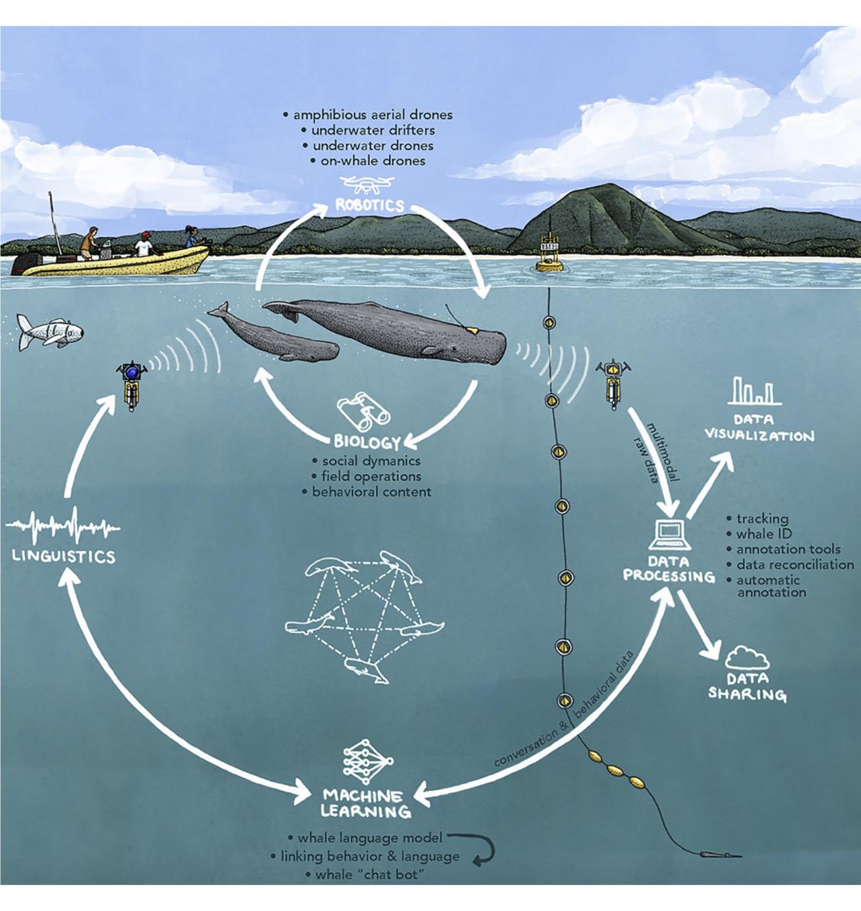 ML Whales cycle