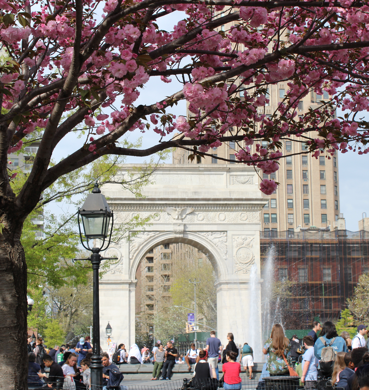 Cherry blossoms in Washington Square Park