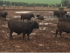 Brazil cattle