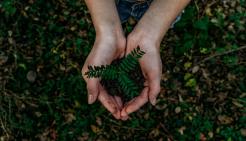 Hands holding a plant in soil