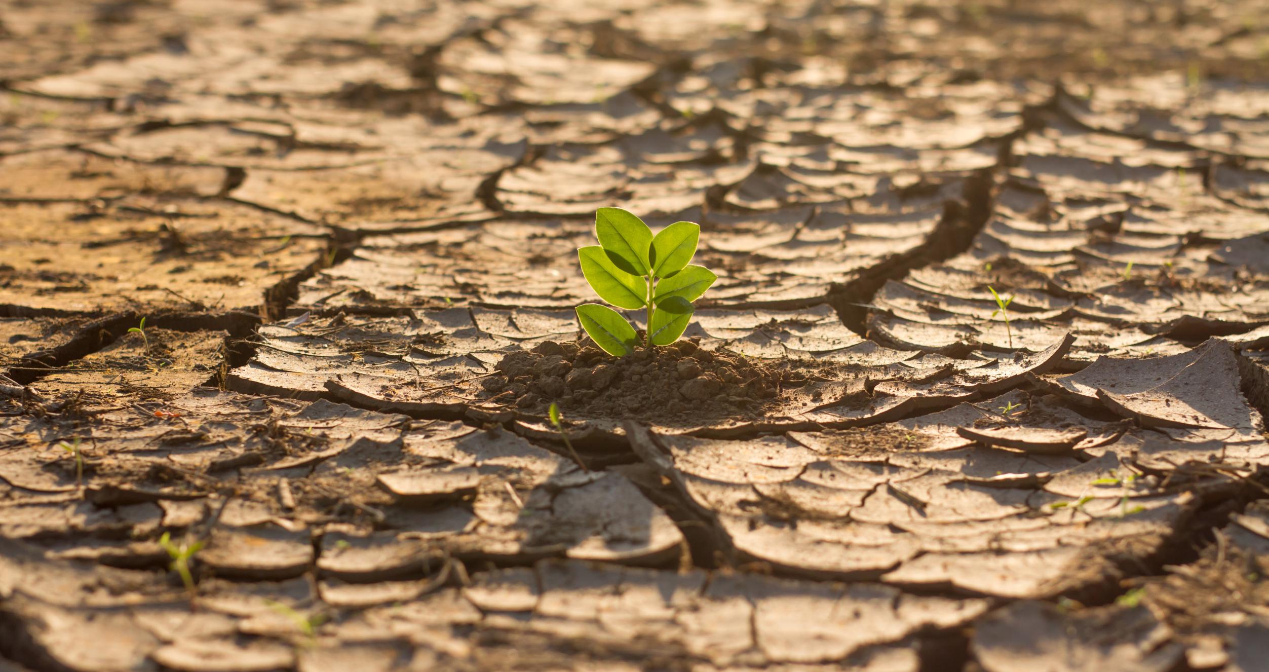 Green plant grow in middle dry cracked earth. nature recovery and climate change solution