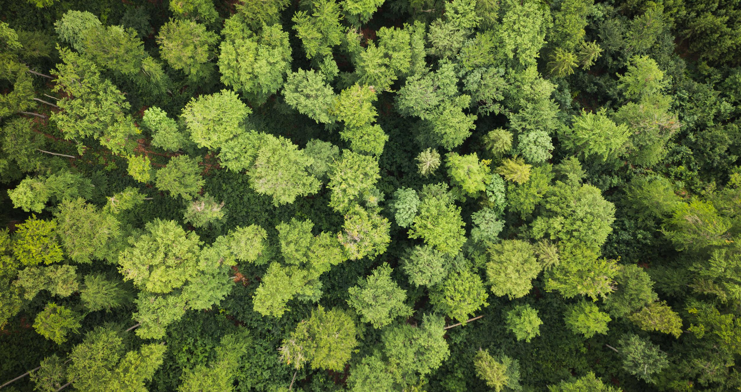 Changing forest ecosystem treetops from the sky