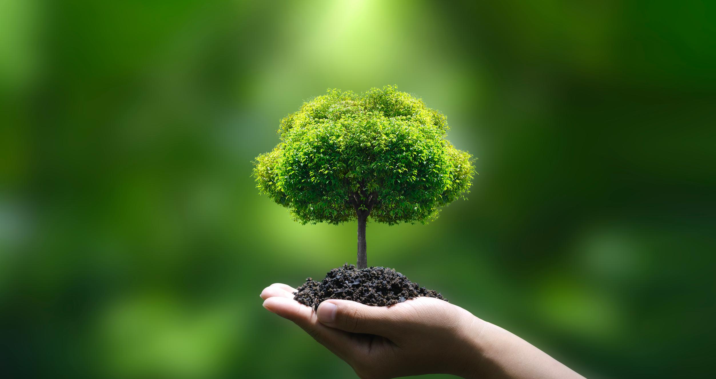 Green tree on hand green