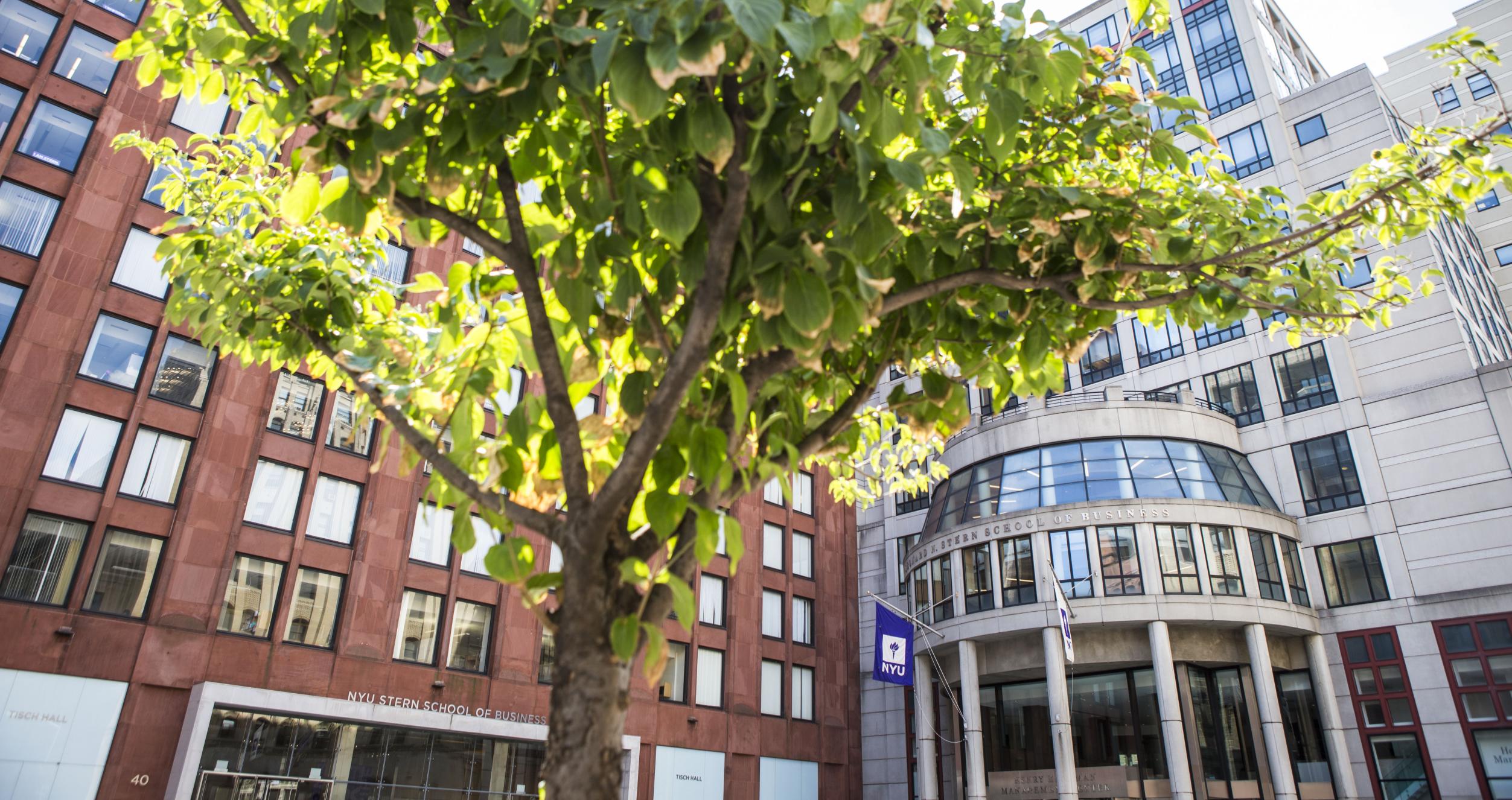 Tree in front of the entrance to Stern NYU