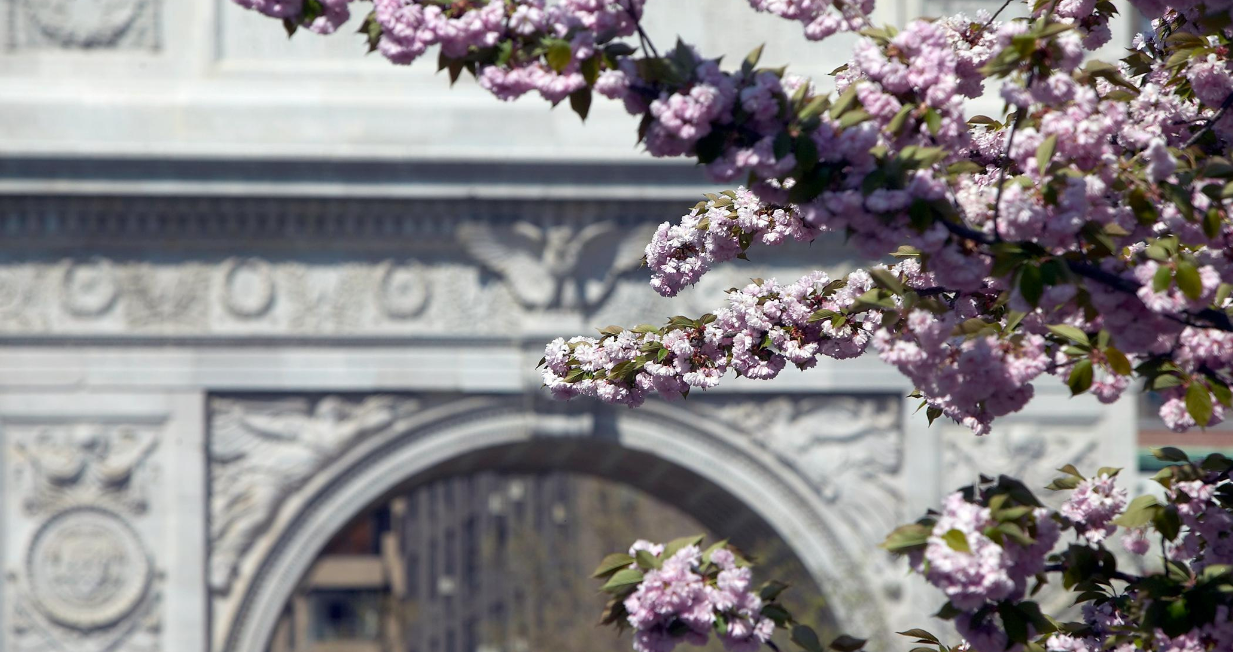 Cherry blossoms in Washington Square Park