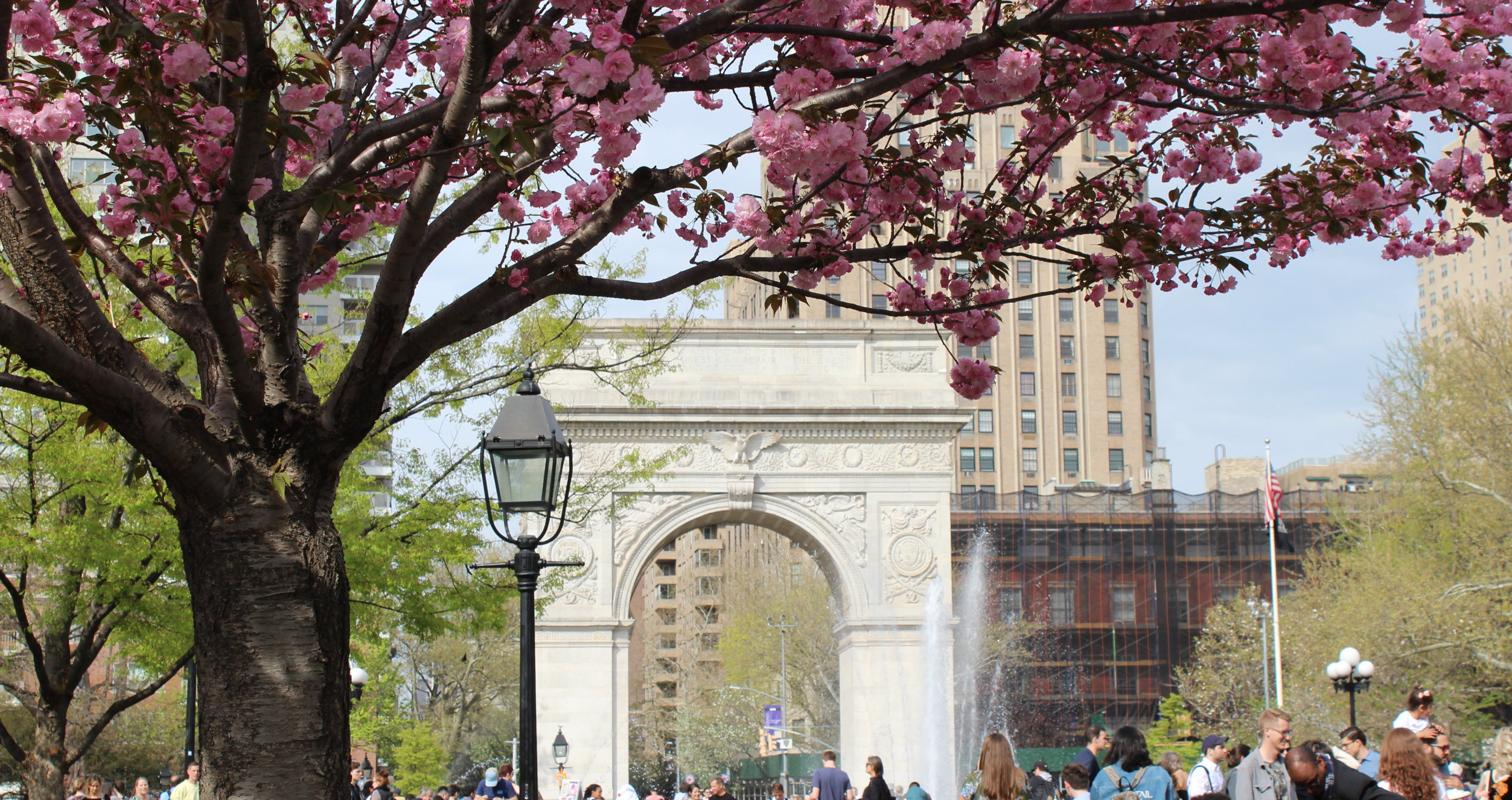 Cherry blossoms in Washington Square Park