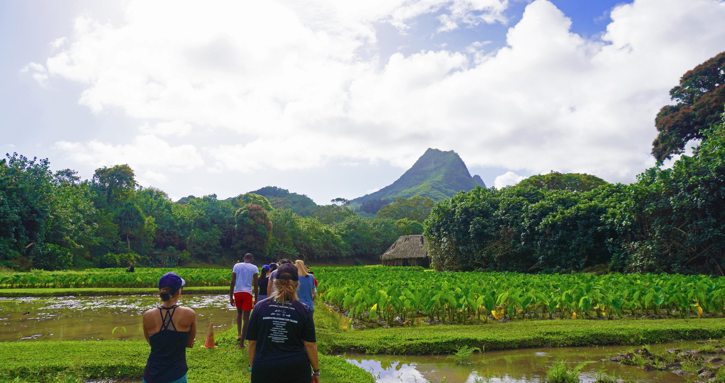 Students walking through a taro field in Hawaii
