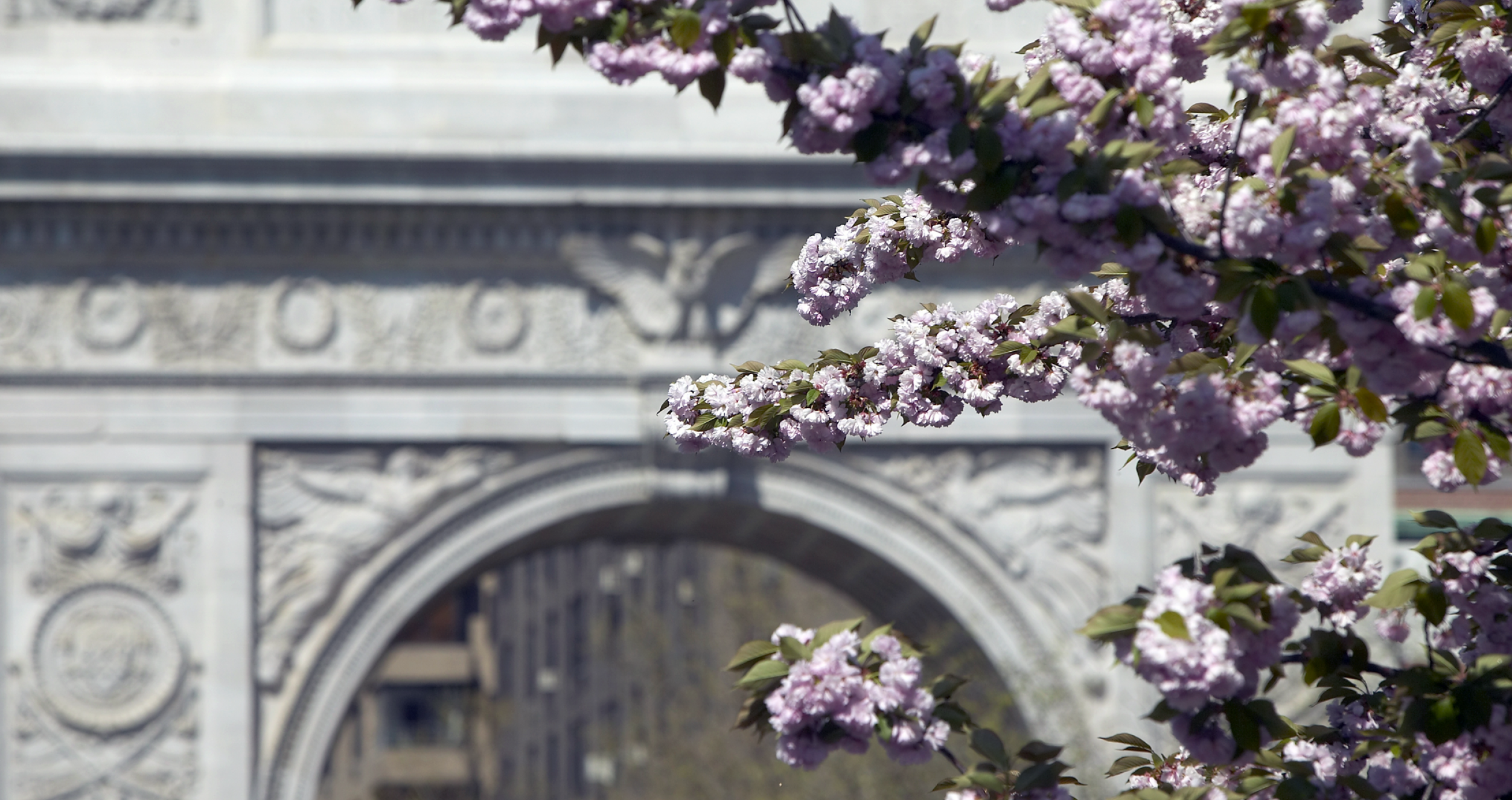 Cherry blossoms in Washington Square Park