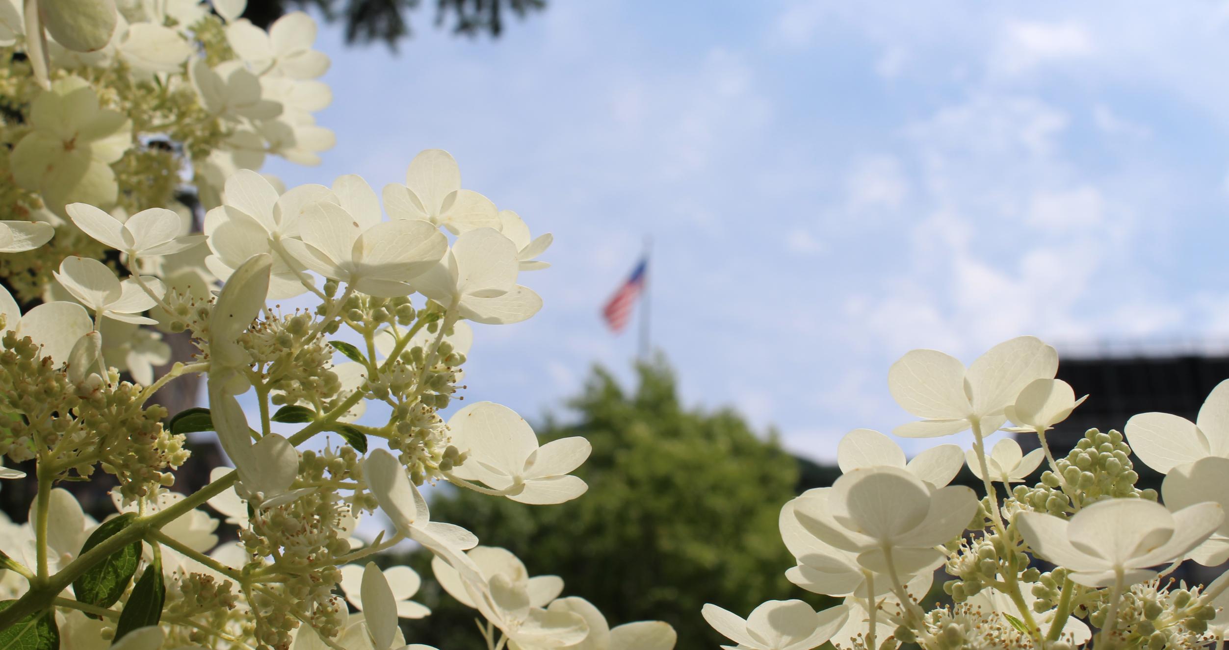 American Flag in blurred focus with flowers in foreground