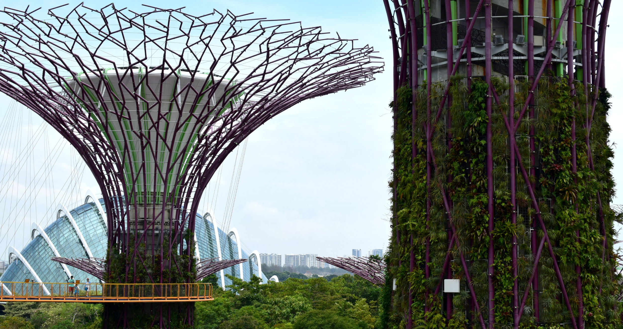 The Supertree Grove in Singapore