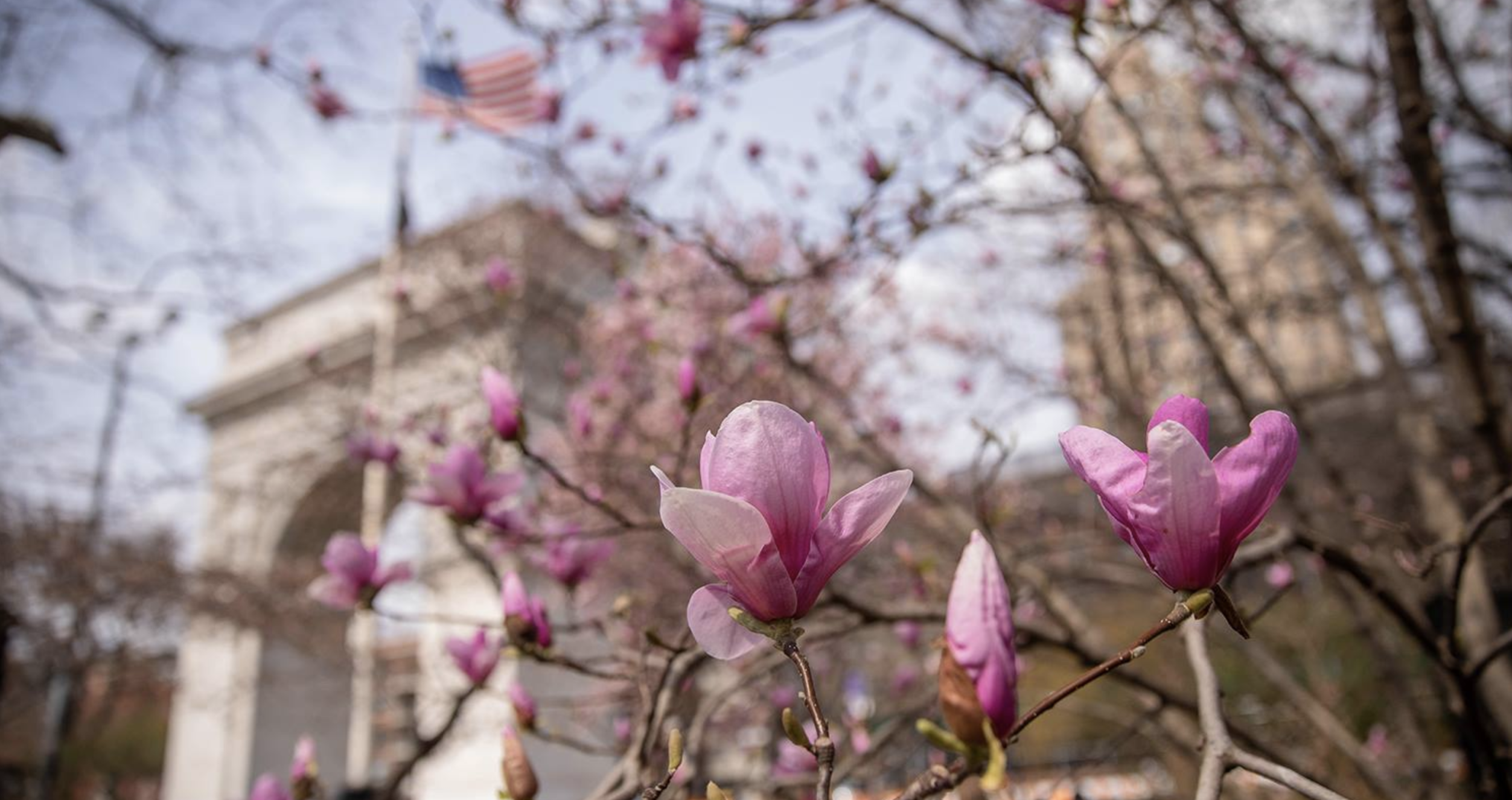 Flowers in the Washington Square Park in front of the arch