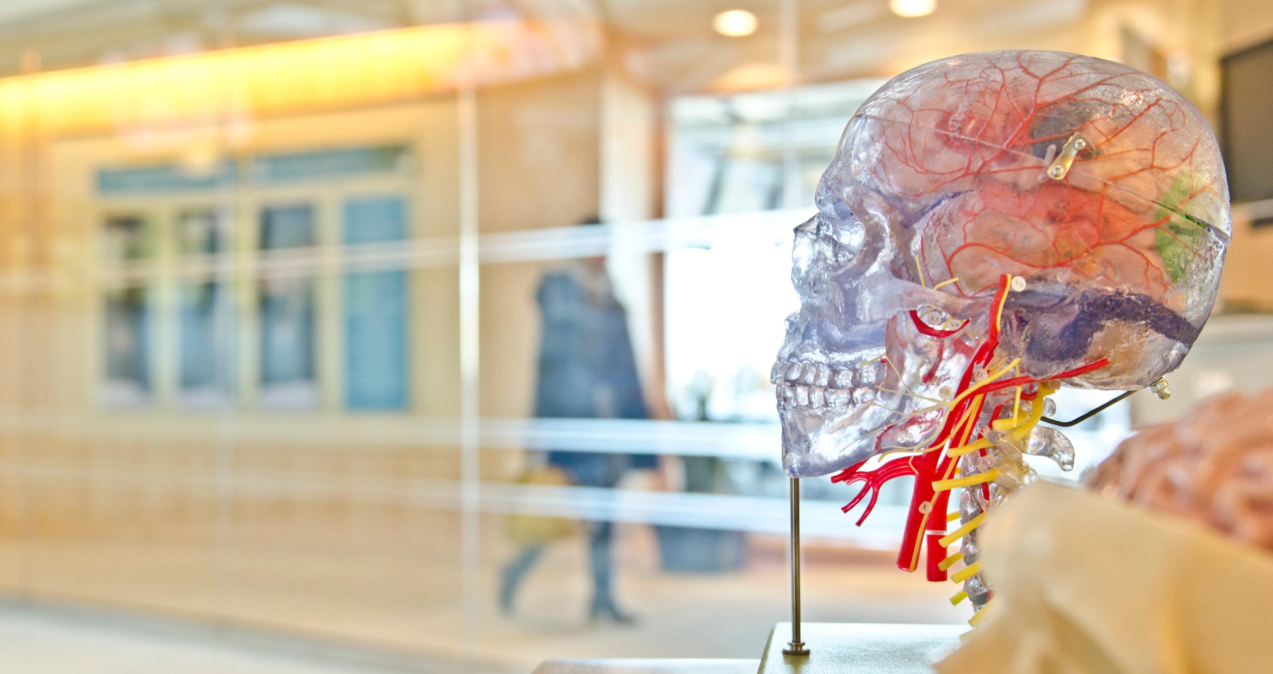 Selective focus photo of artificial human skull