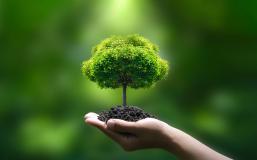 Green tree on hand green