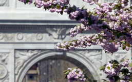 Cherry blossoms in Washington Square Park
