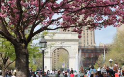 Cherry blossoms in Washington Square Park