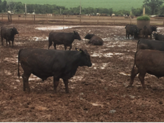 Brazil cattle
