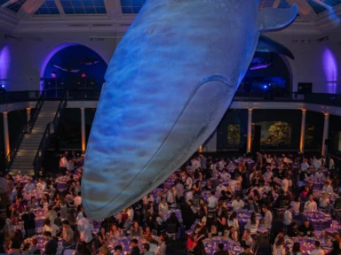 MBA students sit at tables underneath a large blue whale model
