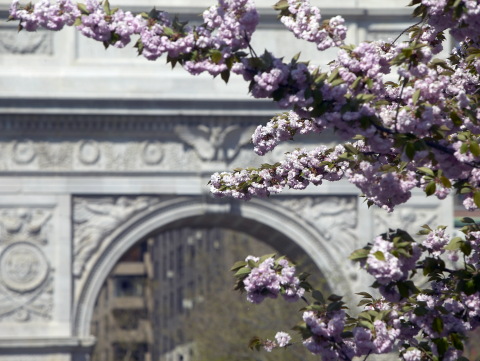 Cherry blossoms in Washington Square Park