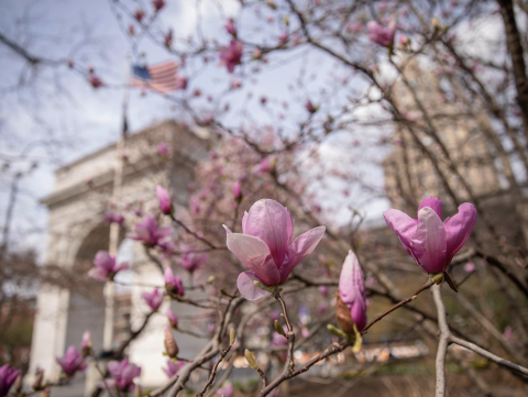 Flowers in the Washington Square Park in front of the arch