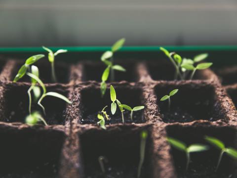 Selective focus photo of plant spouts