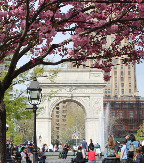 Cherry blossoms in Washington Square Park