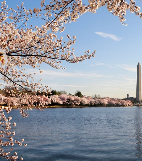 cherry blossoms