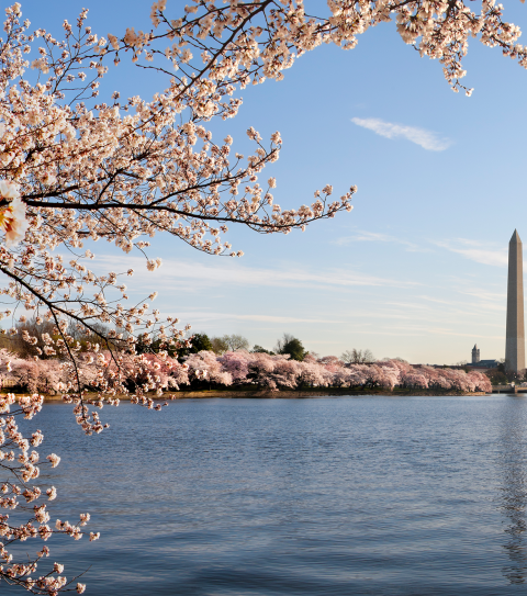 cherry blossoms