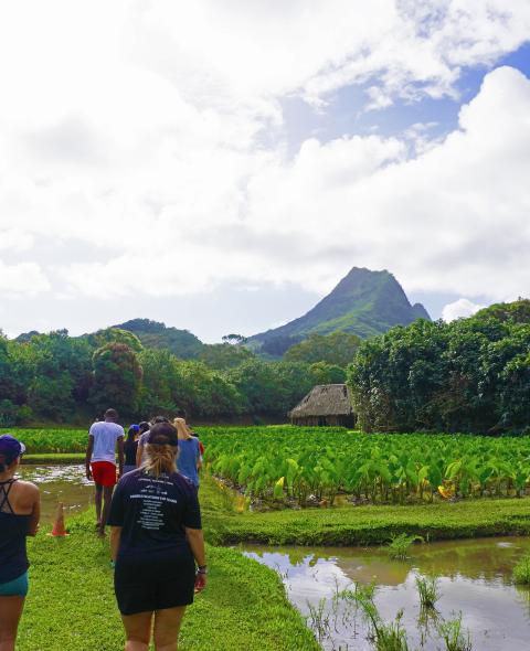 Students visiting a taro farm