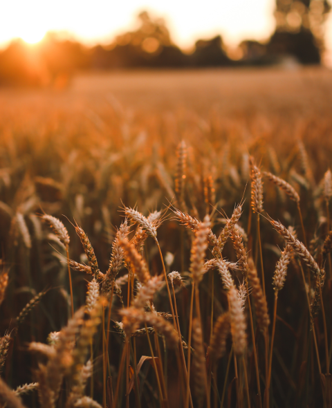 Field of wheat