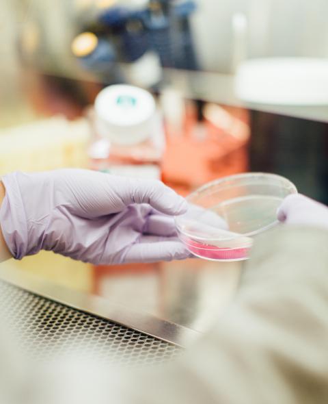 Gloved lab technician's hands holding petri dish with pink fluid  