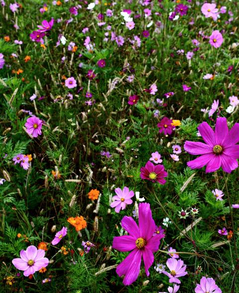 Field of flowers