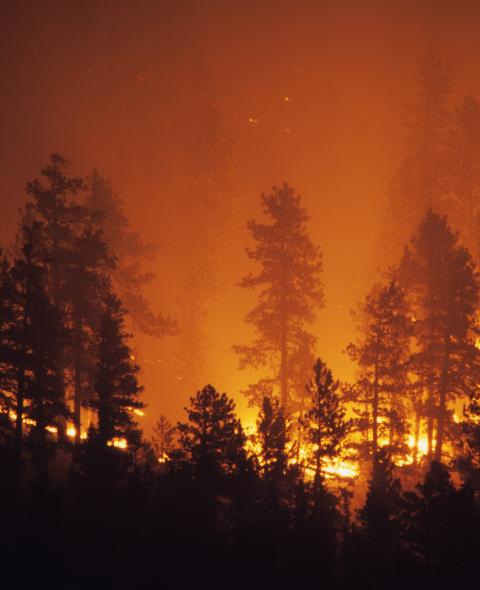 Forest Fire