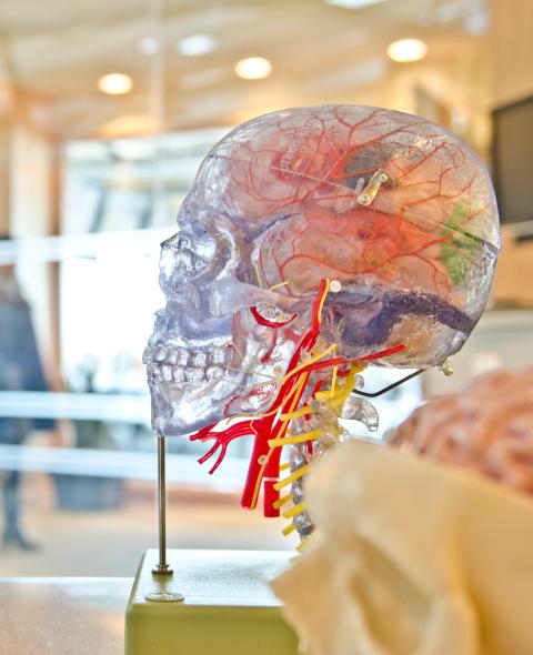 selective focus phot of artificial human skull