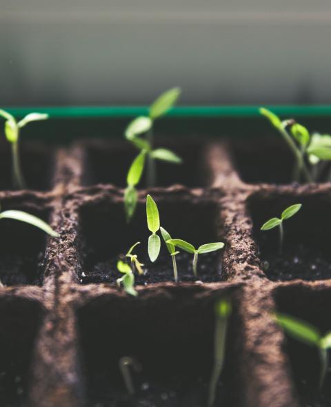 Selective focus photo of plant spouts