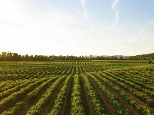 Agrifood