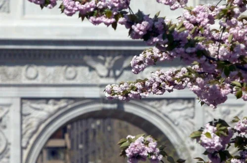 Cherry blossoms in Washington Square Park