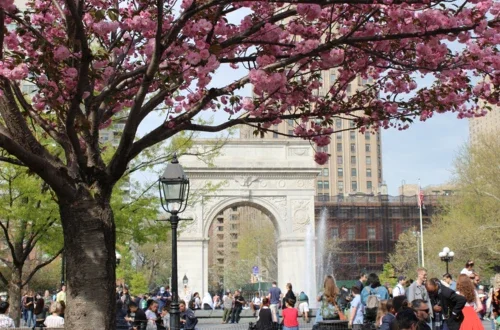 Cherry blossoms in Washington Square Park
