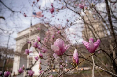 Flowers in the Washington Square Park in front of the arch