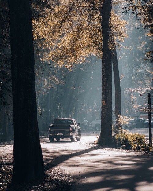 Truck in Forest