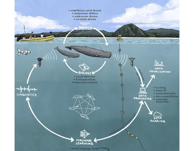 ML Whales cycle
