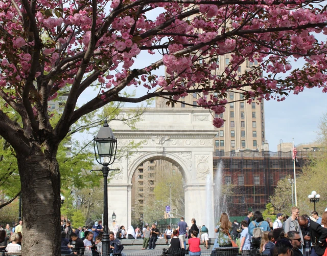 Cherry blossoms in Washington Square Park