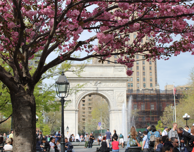 Cherry blossoms in Washington Square Park